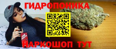 индика Кингисепп